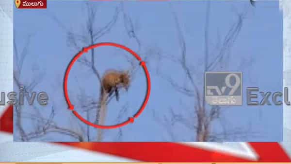 Leopard: ములుగు జిల్లా ఏజన్సీలో చిరుత సంచారం.. చెట్టుపై ఉన్న చిరుతను చూసి యువకుల పరుగులు