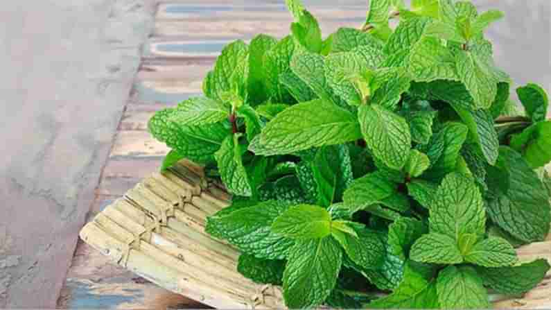 Mint Leaves: ఆరోగ్యంతో పాటు అందం... పుదీనాతో కలిగే ప్రయోజనాలు తెలిస్తే అస్సలు వదలరు..