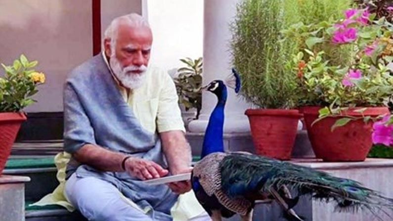 Modi with Peacocks: నెమళ్లకు ఆహారం పెడుతున్న ప్రధాని.. గత ఏడాది ఆహ్లాదకరమైన వీడియో మరోసారి మీ కోసం