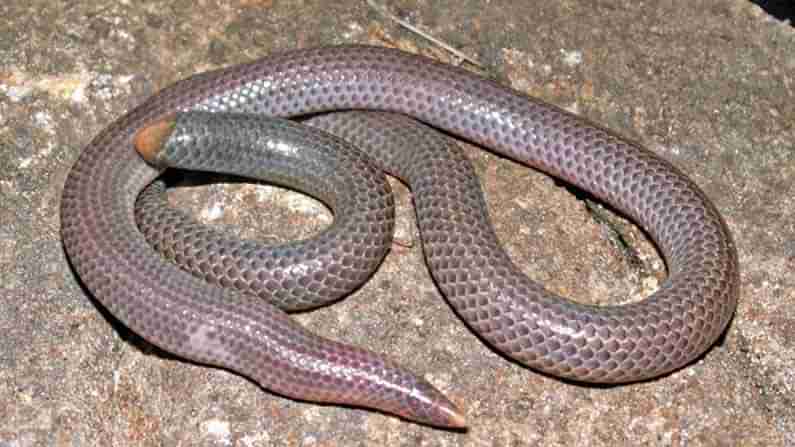 Rare Shieldtail Snake: నల్లమల ఫారెస్ట్‌లో అరుదైన పాము.. దాని వివరాలు తెలిస్తే షాకవుతారు..సొరంగాలను తవ్వుకుంటాయి