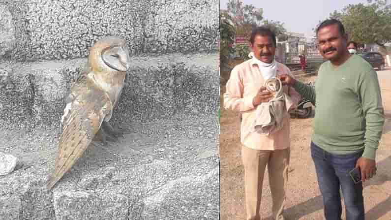 Rare Owl: జనగామ జిల్లా కేంద్రంలో అరుదైన గుడ్లగూబ ప్రత్యక్షం.. ఇలాంటి దాన్ని ఎప్పుడైనా చూశారా..?