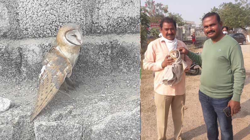 Rare Owl: జనగామ జిల్లా కేంద్రంలో అరుదైన గుడ్లగూబ ప్రత్యక్షం.. ఇలాంటి దాన్ని ఎప్పుడైనా చూశారా..?