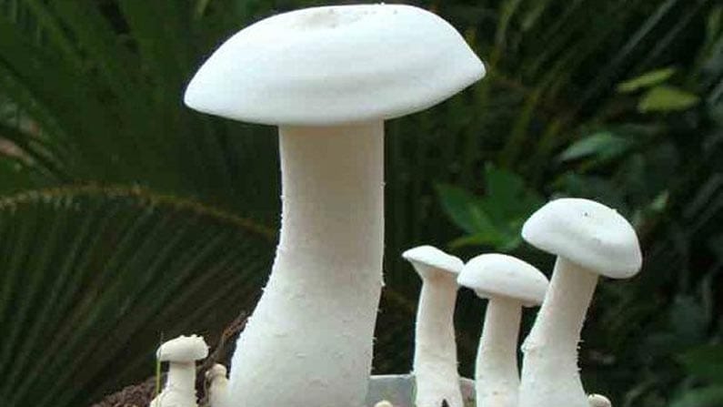 తక్కువ పెట్టుబడితో రూ.2.50 లక్షలు సంపాదించవచ్చు.. ఈ వ్యాపారం చేస్తే ఇట్టే లక్షాధికారులైపోతారు తెలుసా.. 