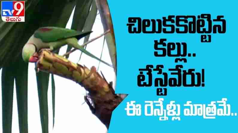 Variety Toddy Video:రామచిలుక ఎంగిలిచేసిన కల్లుకు భలే డిమాండ్. తెలంగాణలోని ఆ ప్రాంతానికి క్యూ