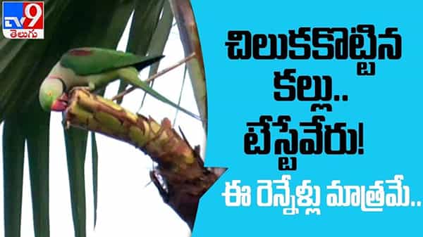 Variety Toddy Video:రామచిలుక ఎంగిలిచేసిన కల్లుకు భలే డిమాండ్. తెలంగాణలోని ఆ ప్రాంతానికి క్యూ