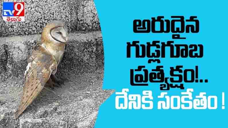 Rare Owl Video : జనగామ జిల్లా కేంద్రంలో అరుదైన గుడ్లగూబ ప్రత్యక్షం.