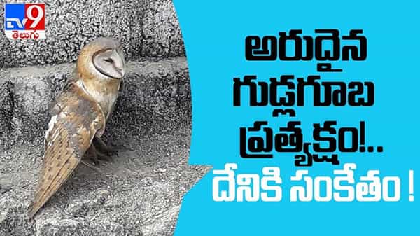 Rare Owl Video : జనగామ జిల్లా కేంద్రంలో అరుదైన గుడ్లగూబ ప్రత్యక్షం.