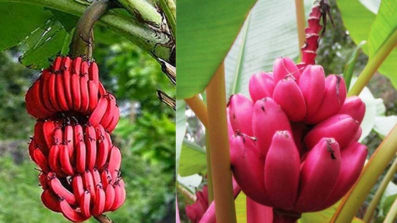 Red Banana Benefits: ఎర్ర అరటి పండు రోజుకొకటి తింటే చాలు.. ఆస్పత్రికి వెళ్లాల్సిన పనే ఉండదు..!