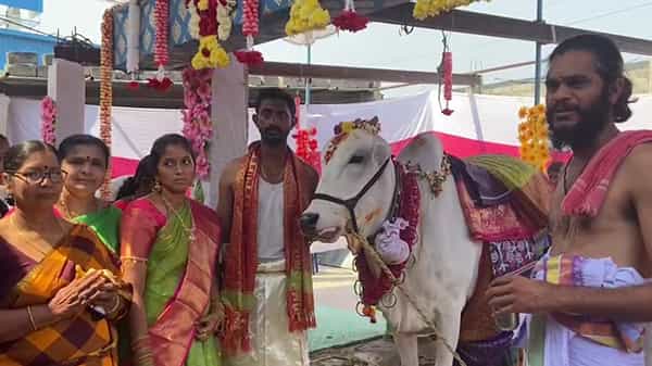 మాఘపూర్ణిమ సందర్భంగా గోవుకు శ్రీమంతం..108 మంది ముత్తైదువులతో ఘనంగా.. ఎంత గొప్ప సంస్కారం