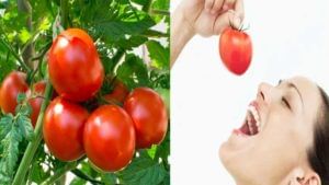 Tomato Benefits : అందాన్ని ఆరోగ్యాన్ని ఇచ్చే టమాటా.. దీనిని తినడం వల్ల కలిగే ప్రయోజనాలు ఎన్నో..!