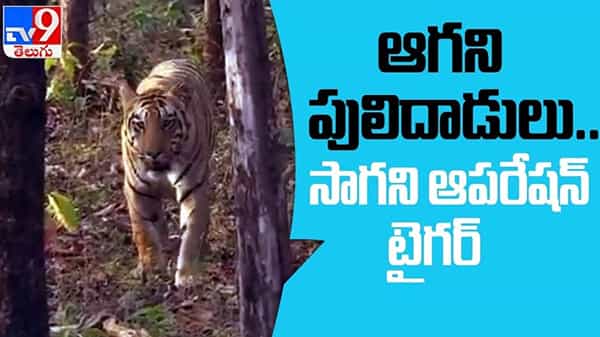 Tiger Fear Video: తెలంగాణలో వీడని చిరుతపులి భయం. పంజా విసురుతున్న రక్తం రుచిమరిగిన పులులు