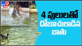 Crocodile Attack on Deer Video: మొసలికి ఆహారంగా మారి తల్లి జింక బలి..బిడ్డ కోసం.