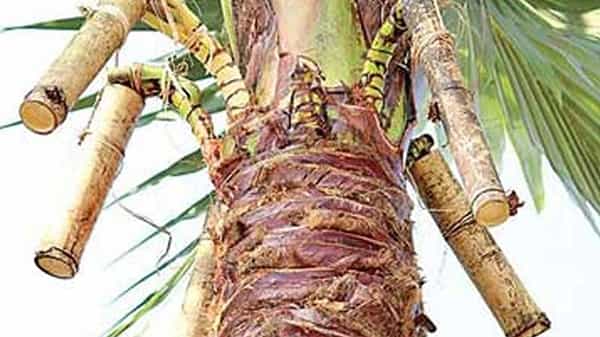 బొంగులో చికెన్ ఓల్డ్ ట్రెండ్.. బొంగులో కల్లు నయా ట్రెండ్.. తెలంగాణలోని ఆ జిల్లాకి కల్లు ప్రియులు క్యూ