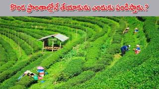 Benefits of Haritaki: పిల్లల ఆరోగ్యాన్ని తల్లిలా కాపాడే సంజీవని.. సర్వరోగ నివారిణి, ముసలితనం రానివ్వని కరక్కాయ