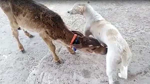 Dog Mothers Love: అమ్మ ప్రేమకు సాటి ఏదీ రాదు.. తల్లిని కోల్పోయిన ఓ లేగ దూడకు పాలు ఇచ్చిన శునకం