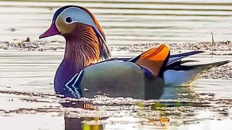 Rare Duck Spotted: ప్రపంచంలోనే అందమైన పక్షుల్లో ఒకటైన మాండరిన్ బాతు 150 ఏళ్ల తర్వాత ప్రత్యక్షం.. బారులు తీరుతున్న జనం