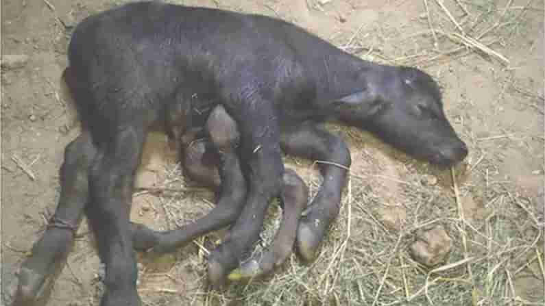 Six Legs Buffalo Calf: తూర్పుగోదావరి జిల్లాలో మరో వింత.. కలియుగ మహిమ అంటూ.. చూడడానికి పరుగులు తీసిన జనం