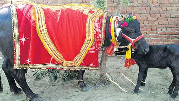 Buffalo: రెజ్లింగ్లో అత్యుత్తమ ప్రదర్శన కనబరిచిన రెజర్లకు బహుమతిగా ‘గేదె’.. దాని విలువ ఎంతంటే..