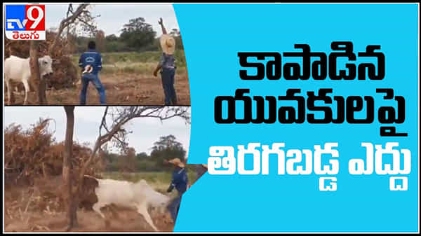 Bull punished young men Viral Video :కాపాడిన కుర్రాళ్లుపై తిరగబడ్డ ఎద్దు ..! వైరల్ అవుతున్న వీడియో