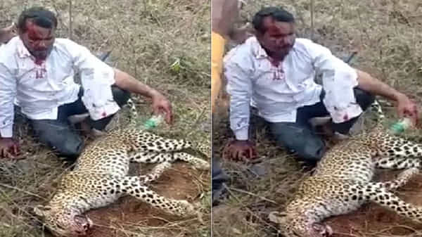 Fight With Cheetah: చావు తప్పదనుకుని.. చిరుతతో ఫైట్ చేసిన రియల్ హీరో.. చివరికి ఏమైందంటే.!