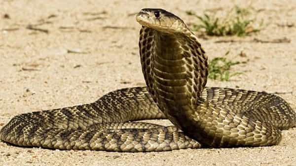 Viral video: ఆకలితో అలమటిస్తున్న నాగుపాముకు నీళ్లు పట్టించాడు.. హల్చల్ చేస్తున్న వీడియో..