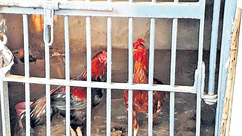 Cocks In Lockup: కటకటాల వెనుక కోడిపుంజులు...  అవి చేసిన నేరం ఏమిటో తెలుసా..!