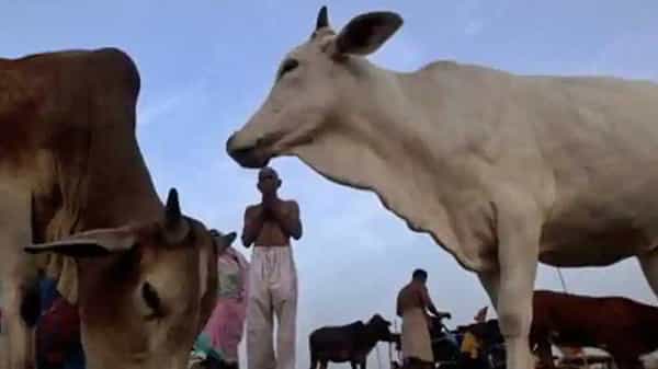 Shocking Animal Cruelty : పండు తిన్నదని ఆవును కత్తితో పొడిచి చంపిన వ్యాపారి.. కోపంలో ఆ పనిచేశానంటూ పశ్చాతాపం
