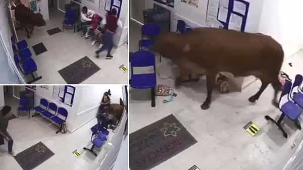 Cow Viral Video: ఆస్పత్రిలోకి దూసుకొచ్చి పేషంట్లను కుమ్మేసిన ఆవు.. వైరలవుతున్న షాకింగ్ వీడియో.!