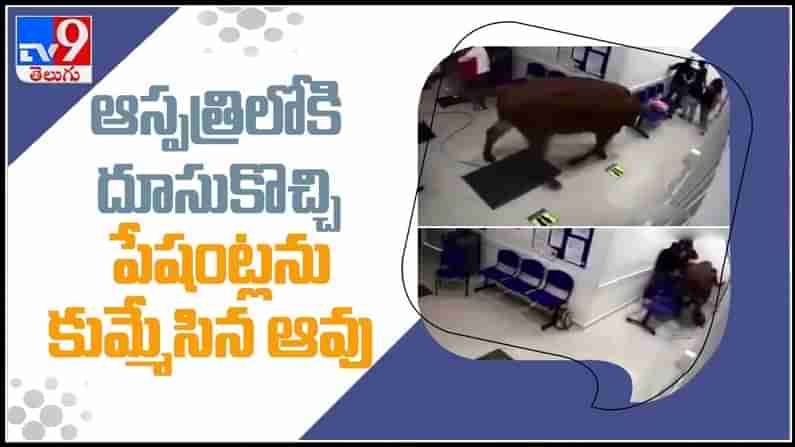 Cow in Hospital Viral Video: ఆస్పత్రిలోకి దూసుకొచ్చి పేషంట్లను కుమ్మేసిన ఆవు.. వైరల అవుతున్న‌ వీడియో.!