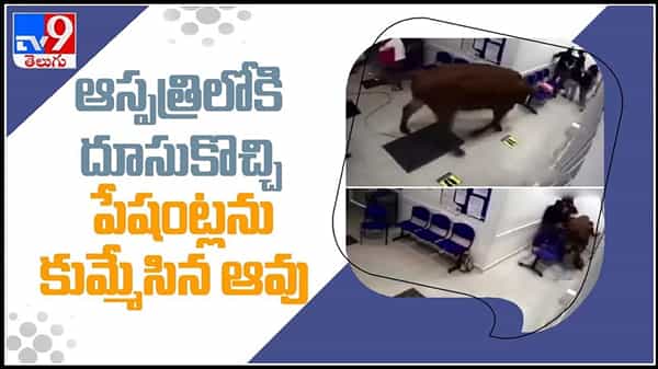 Cow in Hospital Viral Video: ఆస్పత్రిలోకి దూసుకొచ్చి పేషంట్లను కుమ్మేసిన ఆవు.. వైరల అవుతున్న వీడియో.!