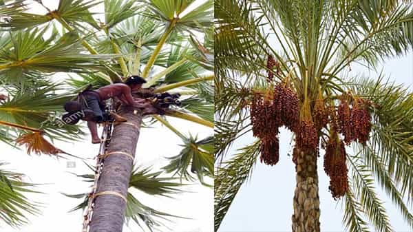 Dates Liquor Benefits : ప్రస్తుతం హల్ చల్ చేస్తున్న ఖర్జుర కల్లు.. ఈ కల్లులో ఏముందో తెలుసా..!