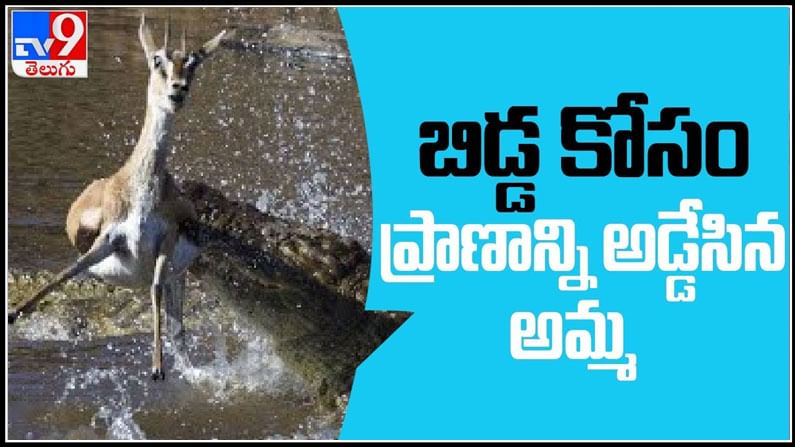 Crocodile Attack on Deer Video: మొసలికి ఆహారంగా మారి తల్లి జింక బలి..బిడ్డ కోసం.