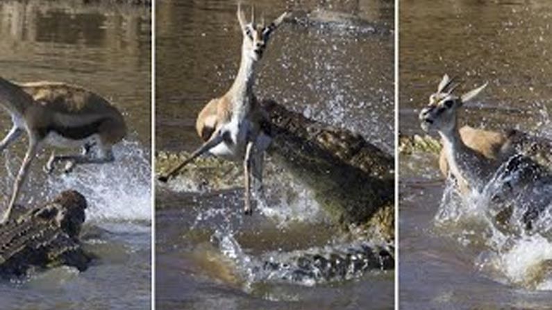 Crocodile Attack on Deer: బిడ్డ కోసం తన ప్రాణాన్ని అడ్డేసిన తల్లి.. మొసలికి ఆహారంగా మారి తల్లి జింక బలి..