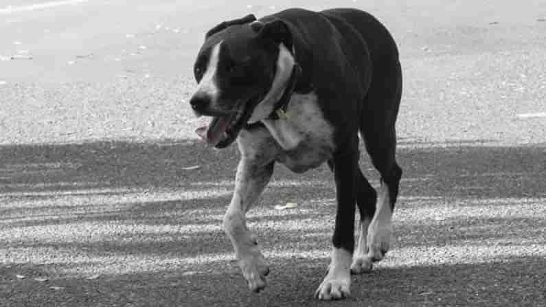 Dog Tied to Bike With Rope: గుజరాత్ లో దారుణ ఘటన.. కుక్కను తాడుతో కట్టి బైక్ మీద కిలోమీటరు ఈడ్చుకెళ్ళిన వైనం