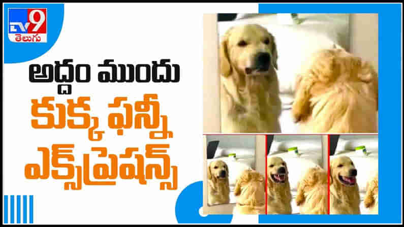 Viral Video: అద్దం ముందు కుక్క ఫన్నీ ఎక్స్ప్రెషన్స్.. ఈ వైరల్ వీడియో పై ఓ లుక్ వేయండి.