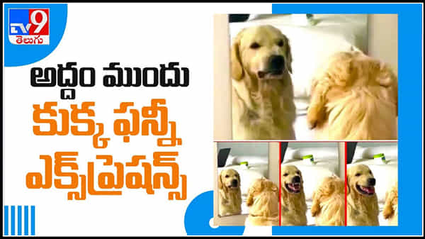 Viral Video: అద్దం ముందు కుక్క ఫన్నీ ఎక్స్ప్రెషన్స్.. ఈ వైరల్ వీడియో పై ఓ లుక్ వేయండి.