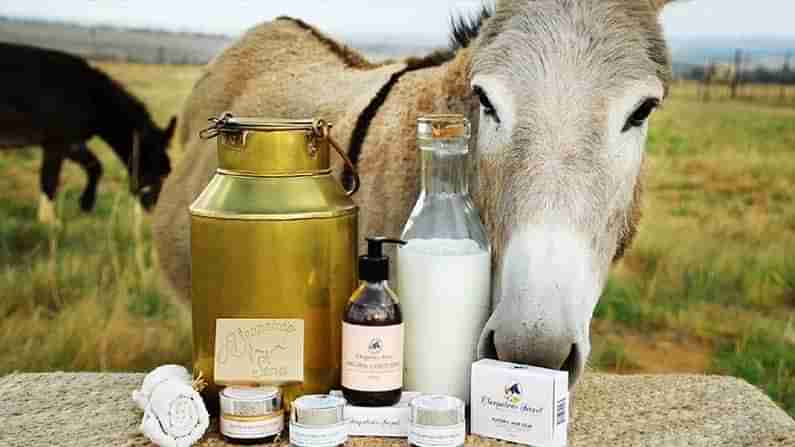 Donkey milk Uses and Cost : ముసలి తనం రానివ్వని గాడిద పాల స్నానం .. ఖరము పాలు, చీజ్ అత్యంత ఖరీదు