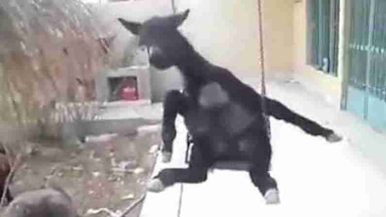 Swinging Donkey so Funny: నా రూటే సెపరేట్ .. అంటూ ఊయల ఊగుతూ ఎంజాయ్ చేస్తున్న గాడిద..