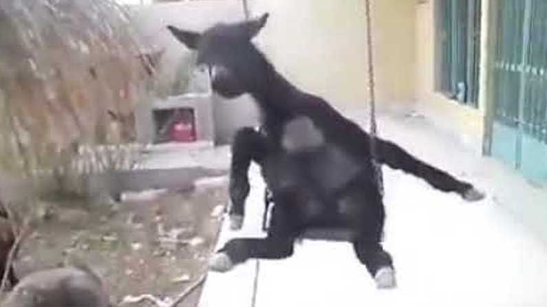 Swinging Donkey so Funny: నా రూటే సెపరేట్ .. అంటూ ఊయల ఊగుతూ ఎంజాయ్ చేస్తున్న గాడిద..