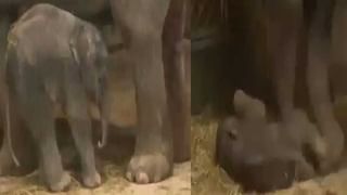 యూపీ, హర్యానా ప్రాచీన మల్లయుద్ధ యోధులతో  పవన్‌  కుస్తీ, ప్రతీ ఒక్కరూ బరిలో దిగండన్న జనసేనాని