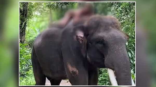 Viral Photo: ఏనుగుపై నగ్నంగా పోజులు.. జనాలు తిట్ల దండకం.. క్షణాల్లో వీడియో డిలీట్.!