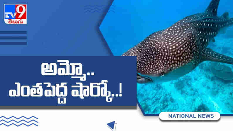 Blue whale shark:ఒడిశాలో చక్కర్లు కొడుతున్న బ్లూ వేల్ షార్క్..20 అడుగుల సొరచేప వడ్డుకు వస్తే..వైరల్ వీడియో