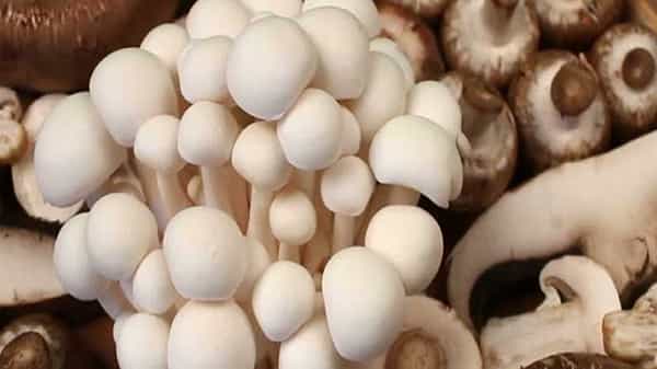 Mushroom Facts: పుట్టగొడుగుల గురించి మీకు ఎంతవరకు తెలుసు.. కూర వండుకోవడానికి మాత్రమే కాదు.. అంతకు మించి..