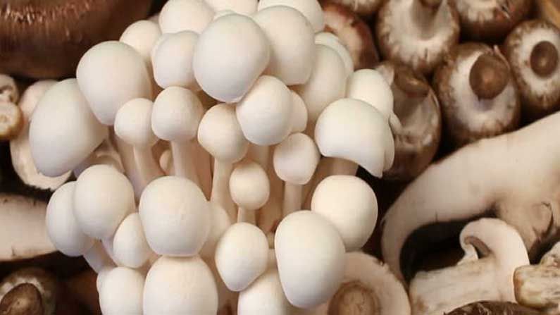 Mushroom Facts: పుట్టగొడుగుల గురించి మీకు ఎంతవరకు తెలుసు.. కూర వండుకోవడానికి మాత్రమే కాదు.. అంతకు మించి..