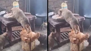 Viral video : వేటాడాల్సిన ఆ చిరుత జింకను ఏం చేసిందో తెలిస్తే షాక్ అవుతారు.. ఎవ్వరు ఊహించని వీడియో