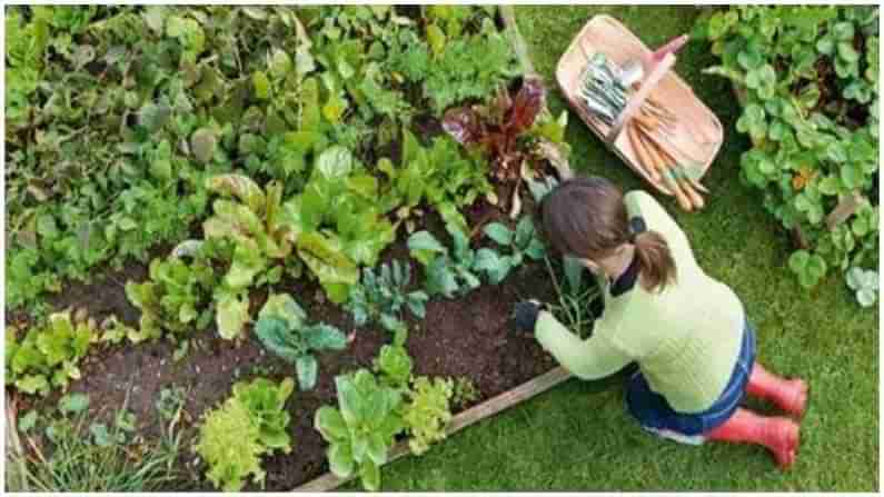 Five Vegetables Easy to Grow: ఇంట్లోనే ఈ ఐదింటిని చాలా సులభంగా సాగు చేద్దాం.. ఇవి ఎలా అంటే...