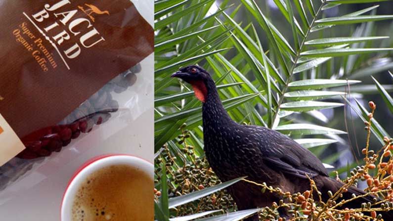 Jacu Bird Coffee: పక్షి రెట్టలతో కాఫీ.. టేస్ట్‌లో ఎవరెస్ట్.. ఈ కాఫీ వెనుకున్న ఇంట్రస్టింగ్ స్టోరీ మీ కోసం