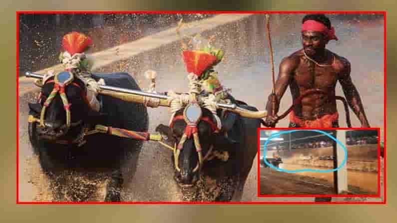 Kambala Srinivas Gowda : కంబళ హీరో ఓడిపోయాడు.. ట్రాక్ మధ్యలోనే పడిపోయాడు భారత హుస్సేన్ బోల్ట్