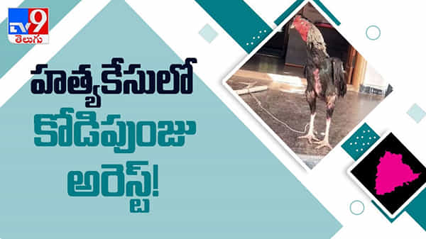 హత్యకేసులో కోడిపుంజు అరెస్ట్.. అసలు కథ తెలిస్తే షాక్ అవుతారు..!: Cock Arrest Video