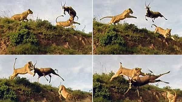 Lions Scared of Deer : సడెన్ గా సింహాలకు ఎదురెళ్ళిన జింక పిల్ల.. అదిరిపడింది మృగరాజులు తర్వాత ఎం జరిగిందంటే..!